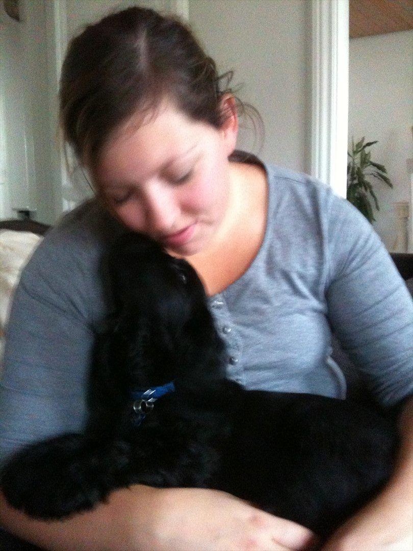 Cocker spaniel Athos - mors hund:-) billede 3