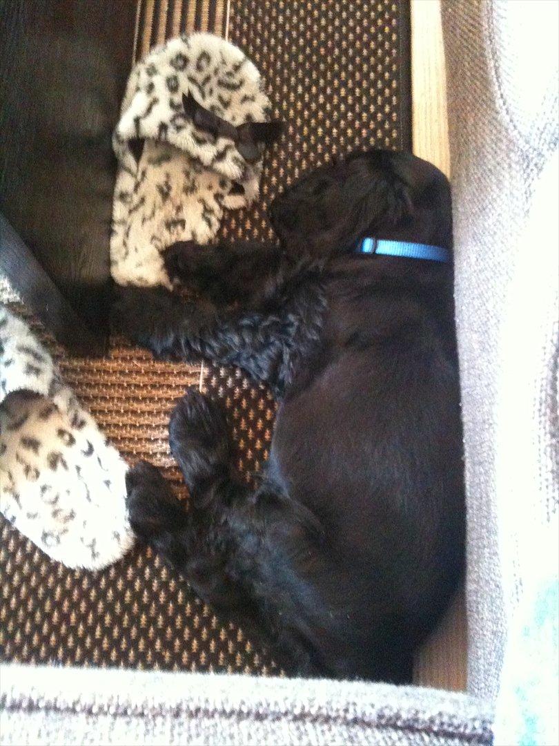 Cocker spaniel Athos - endnu en lur ved mors sutsko (som jeg senere kom til at lege lidt med så de røg i skraldespanden, men de var istykker i forvejen, så det var ik min skyld :-)) billede 4