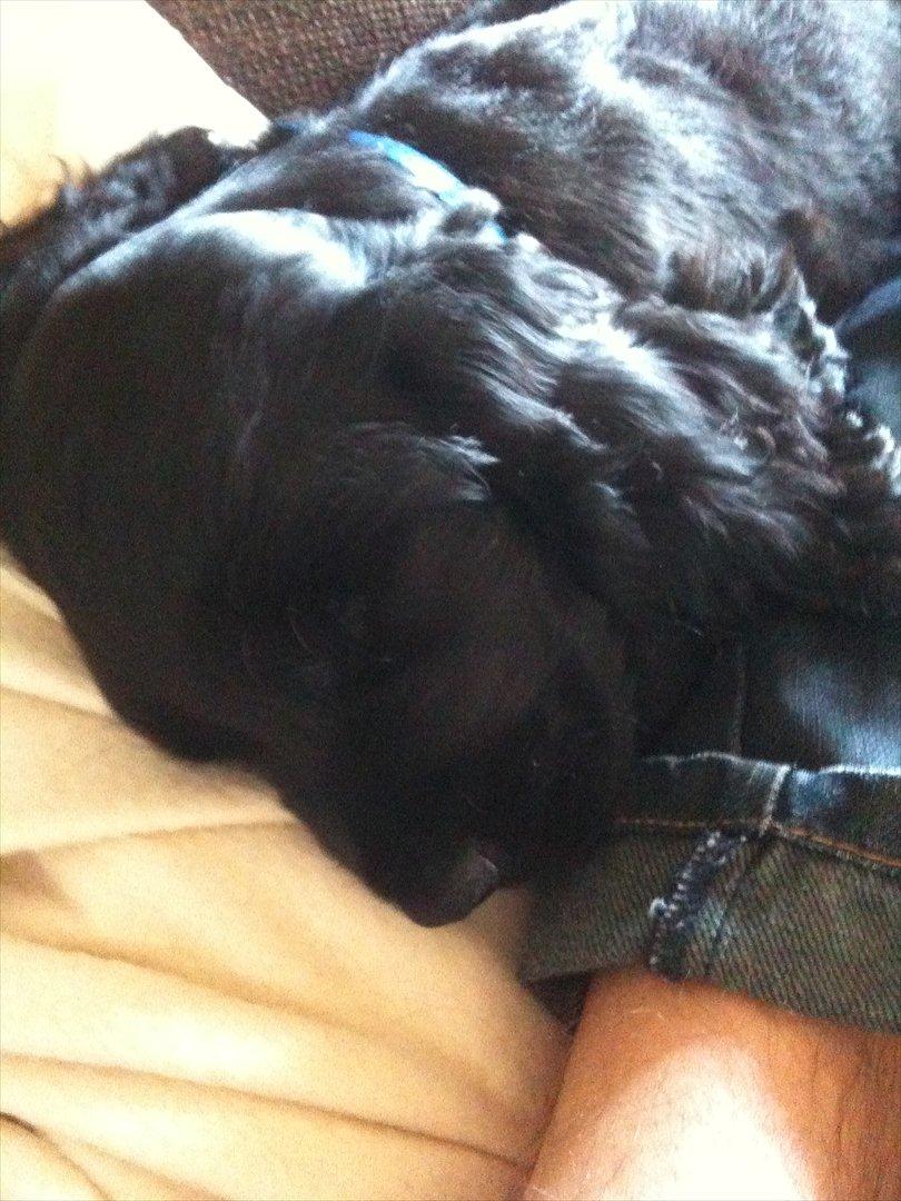 Cocker spaniel Athos - dejligt at sove i sofaen :-) billede 5
