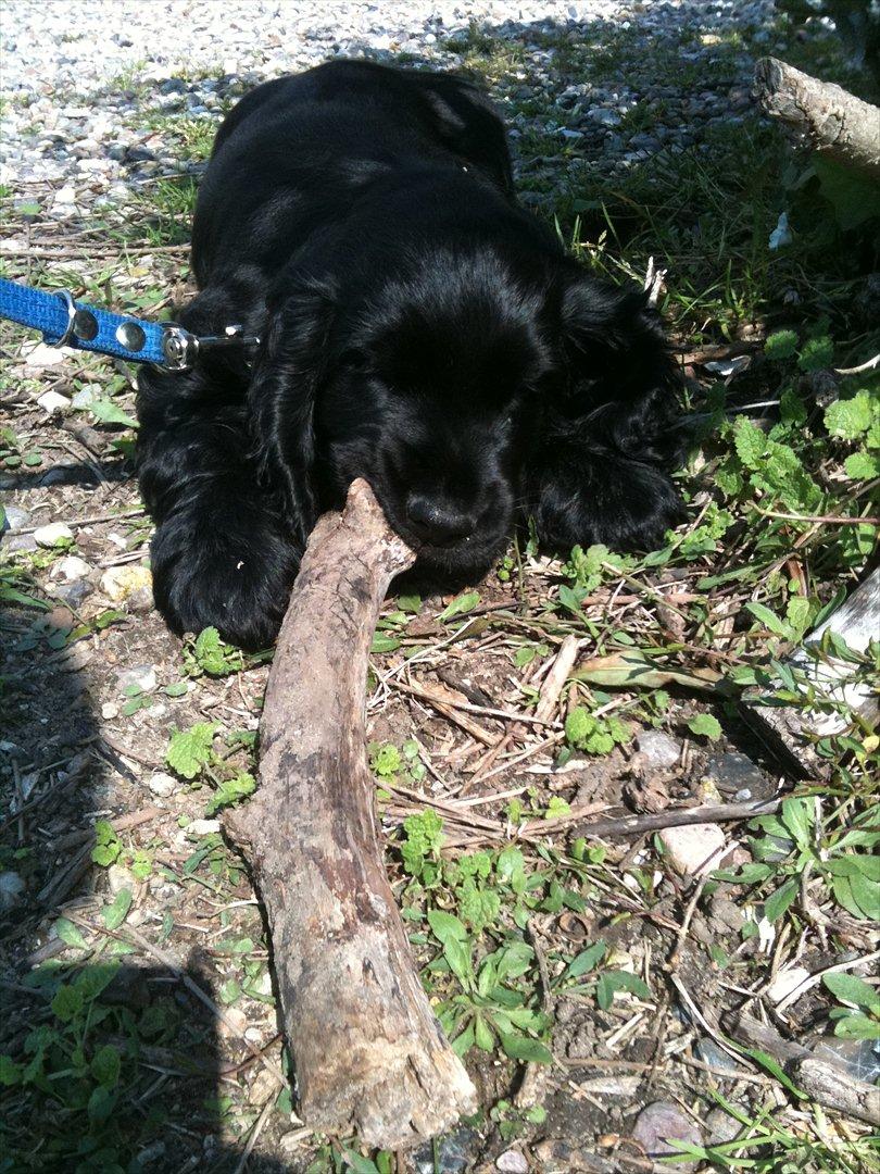 Cocker spaniel Athos billede 6