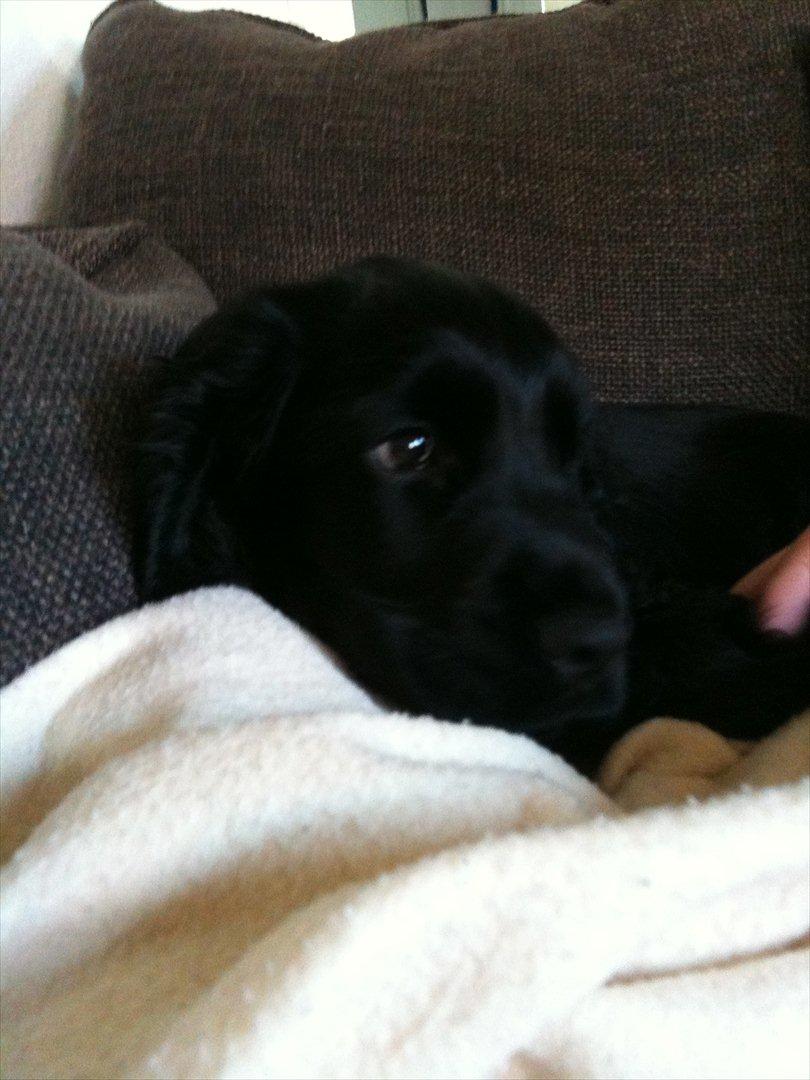 Cocker spaniel Athos billede 7