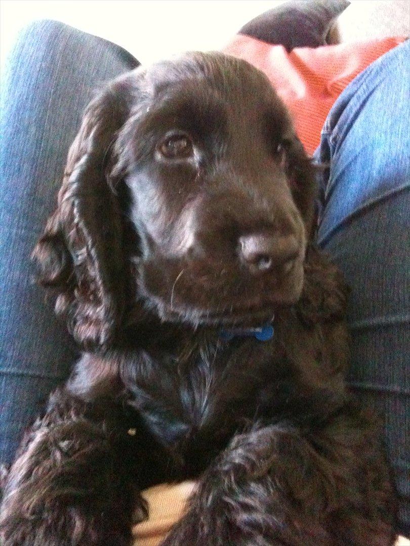 Cocker spaniel Athos - dejligt at ligge på mors mave. billede 8