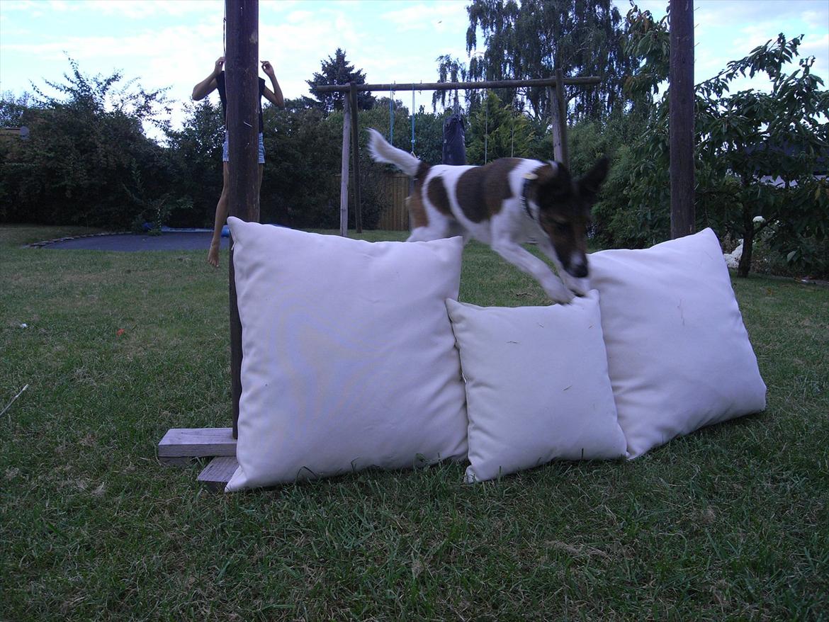 Glathåret foxterrier candy billede 12