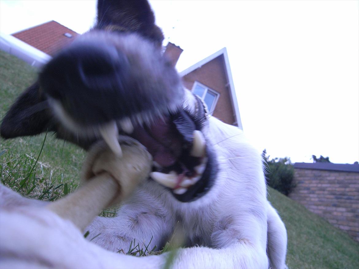 Glathåret foxterrier candy billede 13