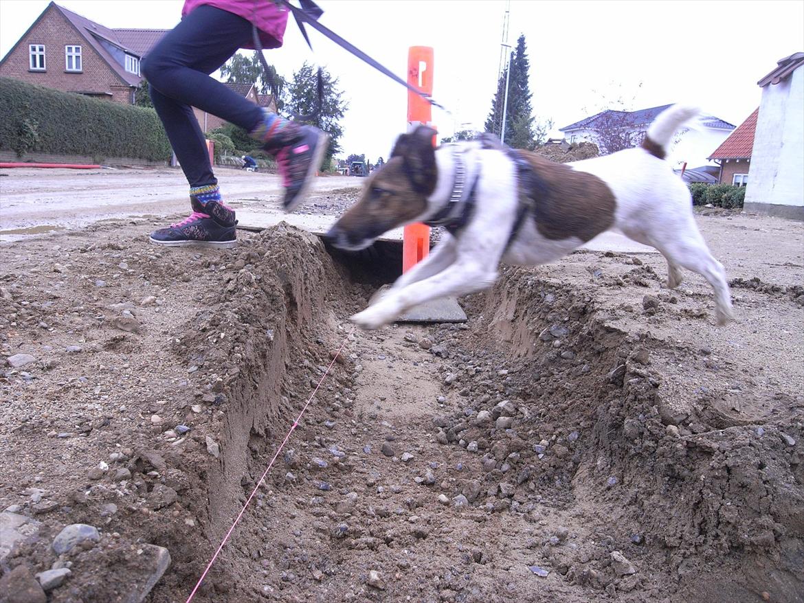 Glathåret foxterrier candy billede 14