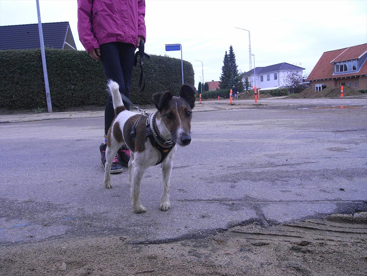 Glathåret foxterrier candy billede 15