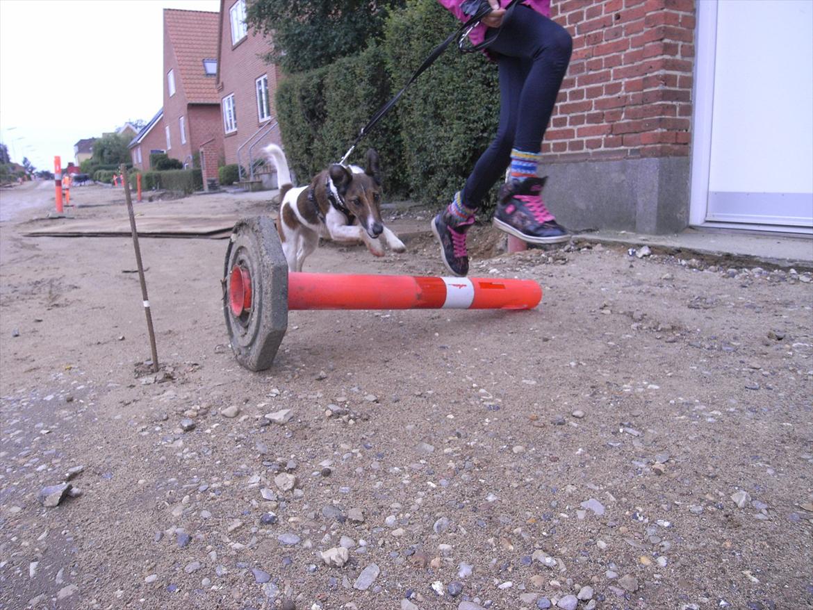 Glathåret foxterrier candy billede 16