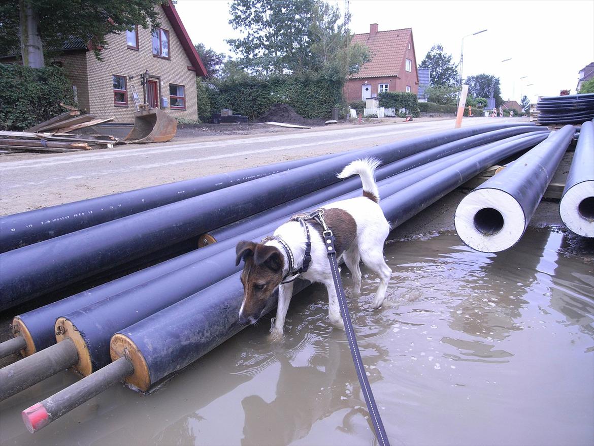Glathåret foxterrier candy billede 17