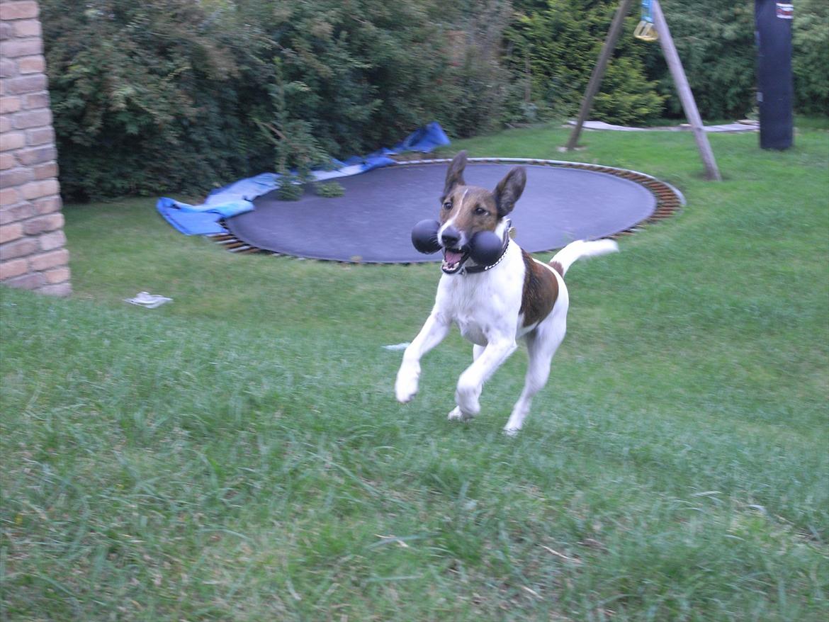 Glathåret foxterrier candy billede 18