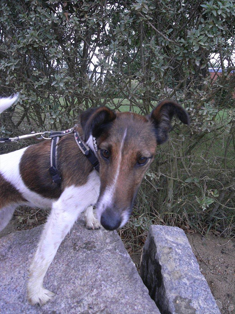 Glathåret foxterrier candy billede 19