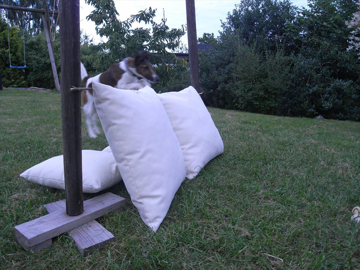 Glathåret foxterrier candy billede 20