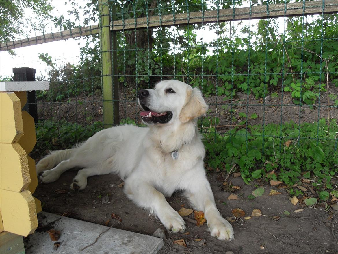 Golden retriever Joey billede 3