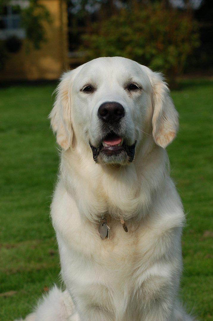 Golden retriever Joey - Joey i dag 4/9 11 billede 1