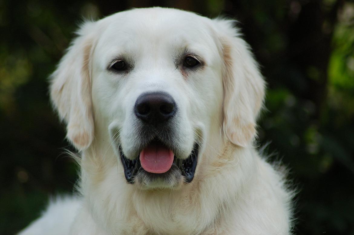 Golden retriever Joey - Min smukke skat billede 2