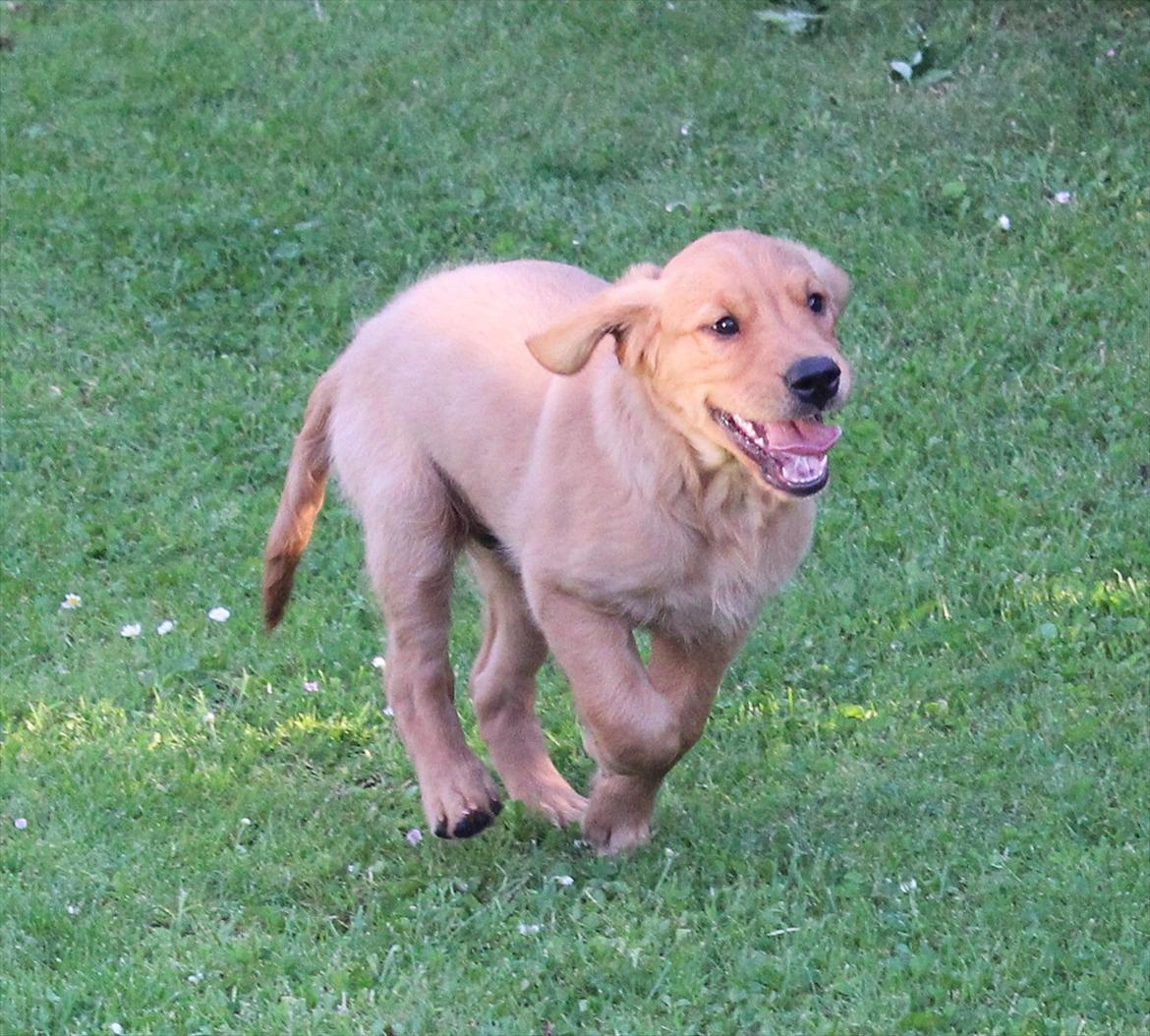 Golden retriever Flying Felix - 9. juni 2011
Velkommen til min profil :) billede 1