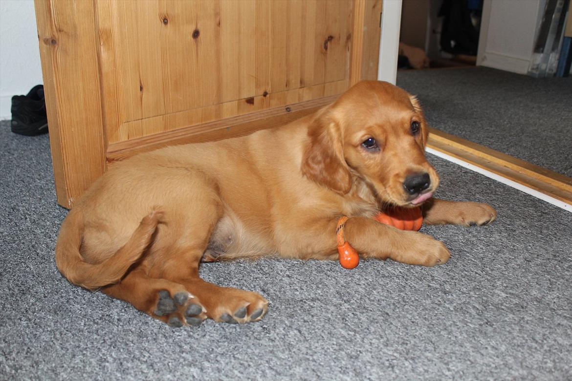 Golden retriever Flying Felix - 10. juni 2011
 billede 2