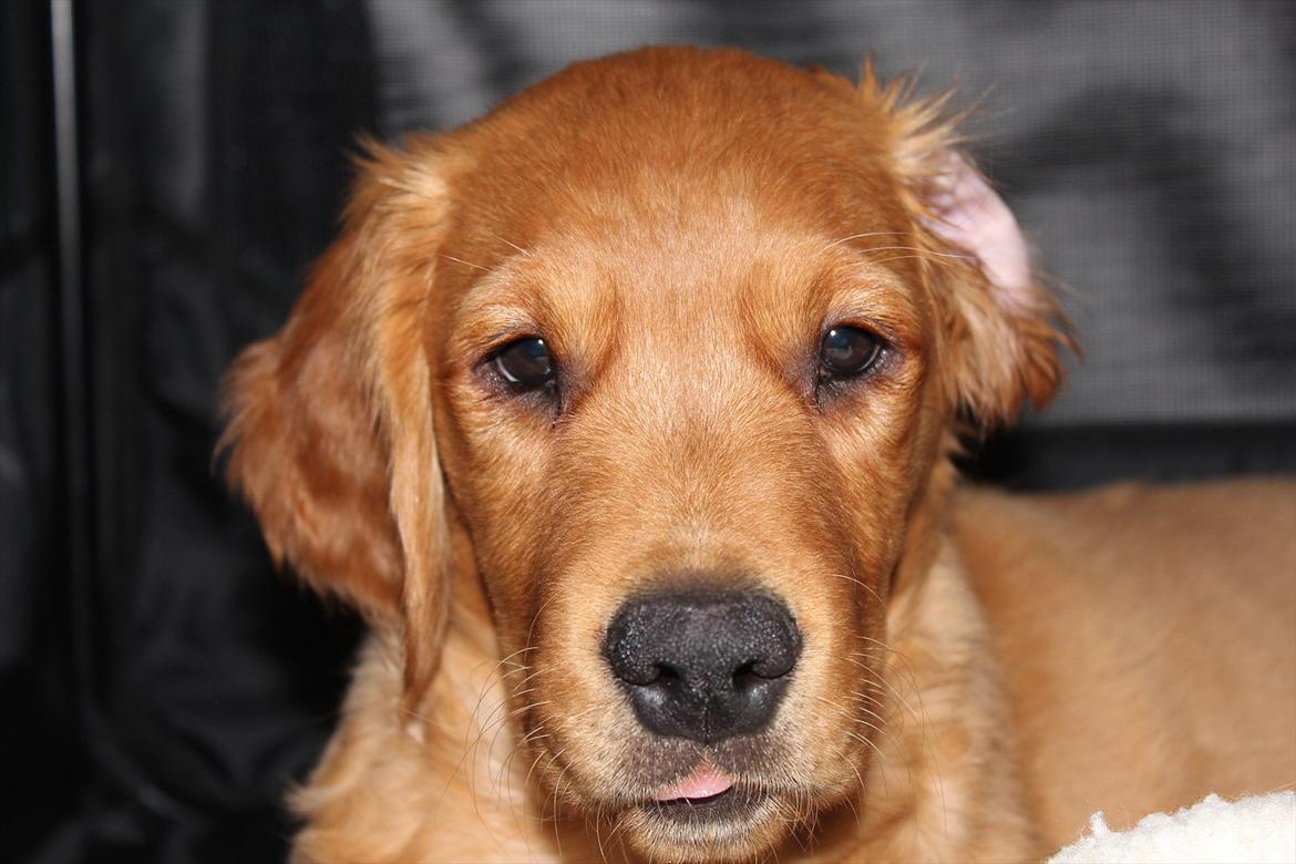 Golden retriever Flying Felix - 11. juni 2011
En træt Felix i bur billede 3
