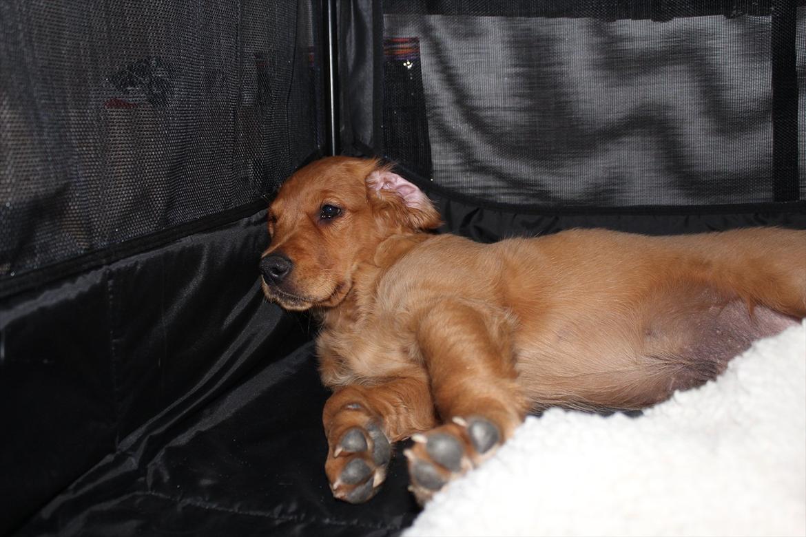 Golden retriever Flying Felix - 11. juni 2011
En træt Felix i bur billede 4