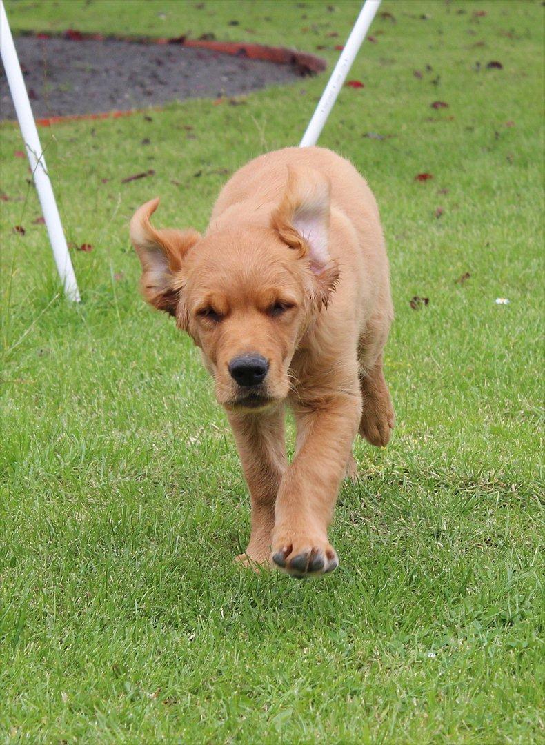 Golden retriever Flying Felix - 13. juni 2011
 billede 5