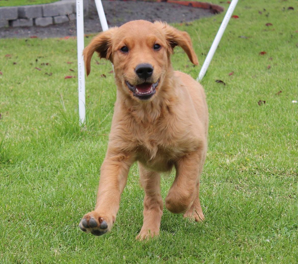 Golden retriever Flying Felix - 13. juni 2011 billede 6