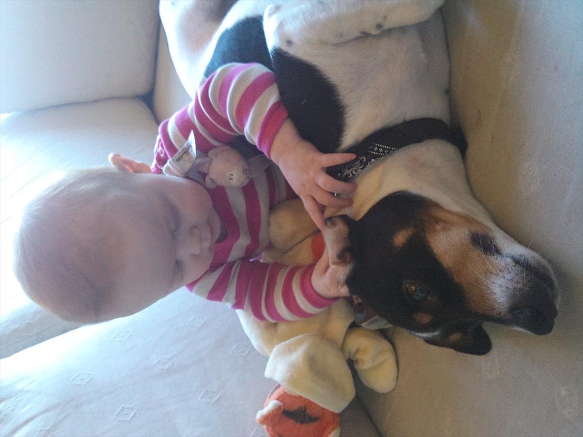 Dansk svensk gaardhund JASON billede 10