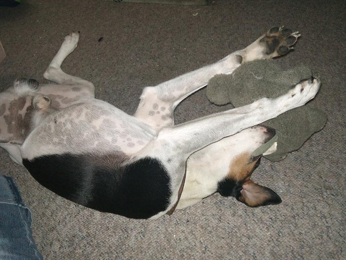 Dansk svensk gaardhund JASON billede 11