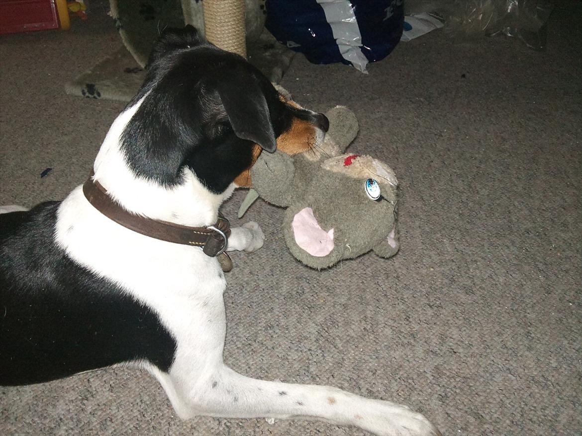 Dansk svensk gaardhund JASON billede 12