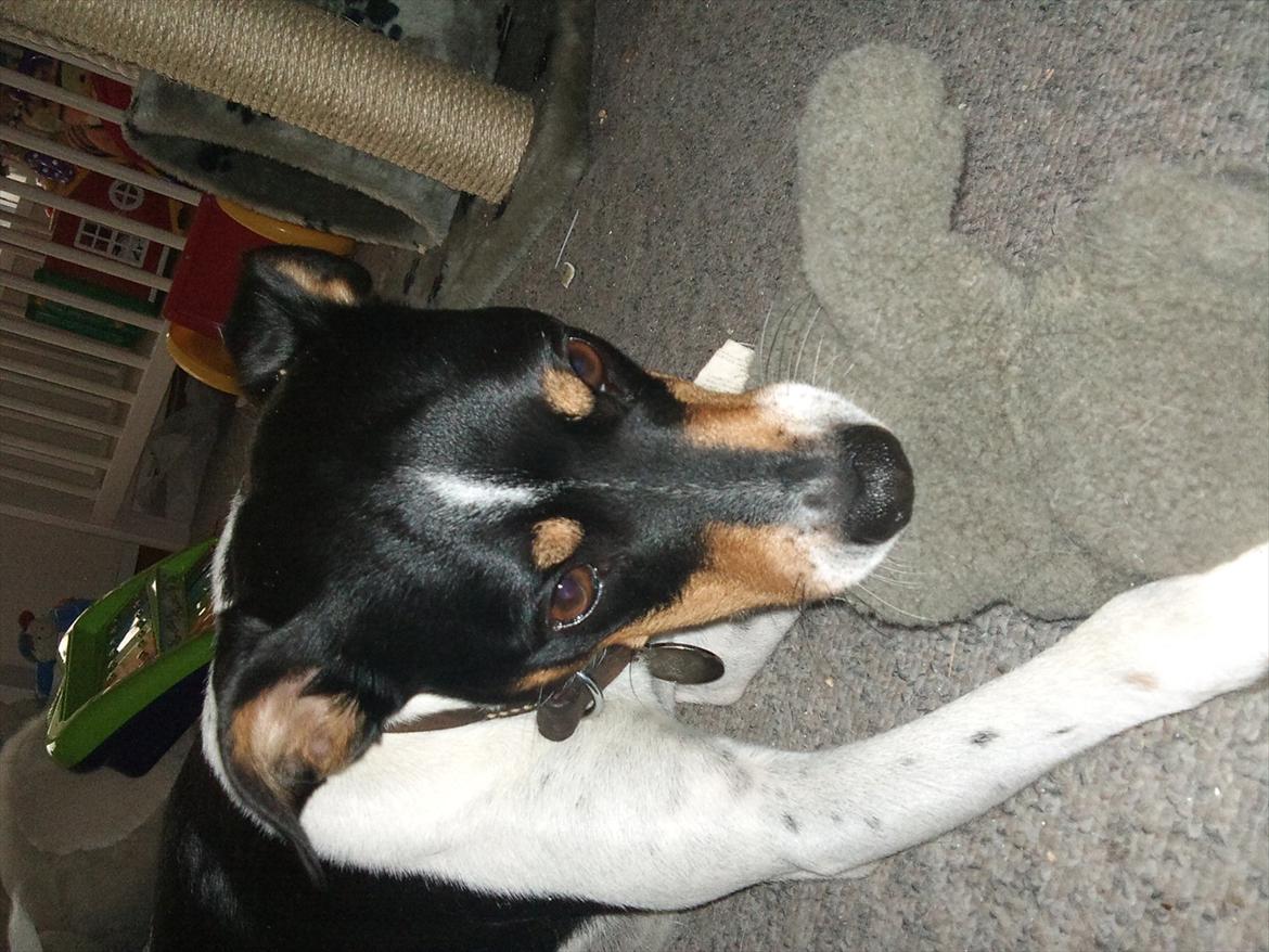 Dansk svensk gaardhund JASON billede 13