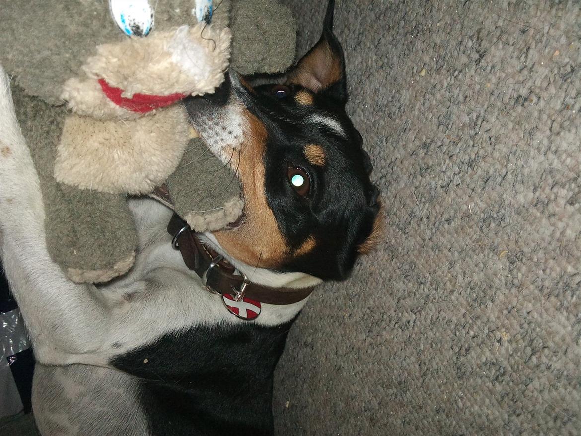 Dansk svensk gaardhund JASON billede 14