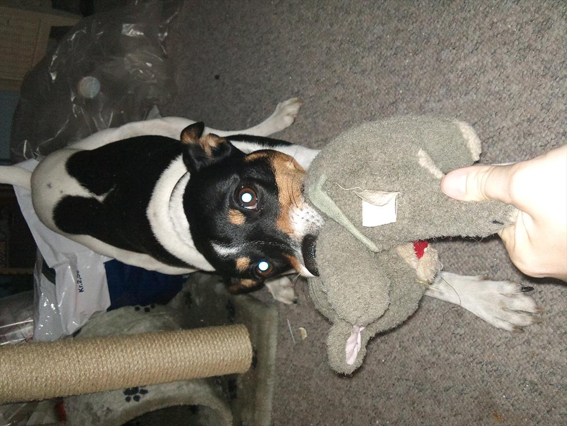 Dansk svensk gaardhund JASON billede 15