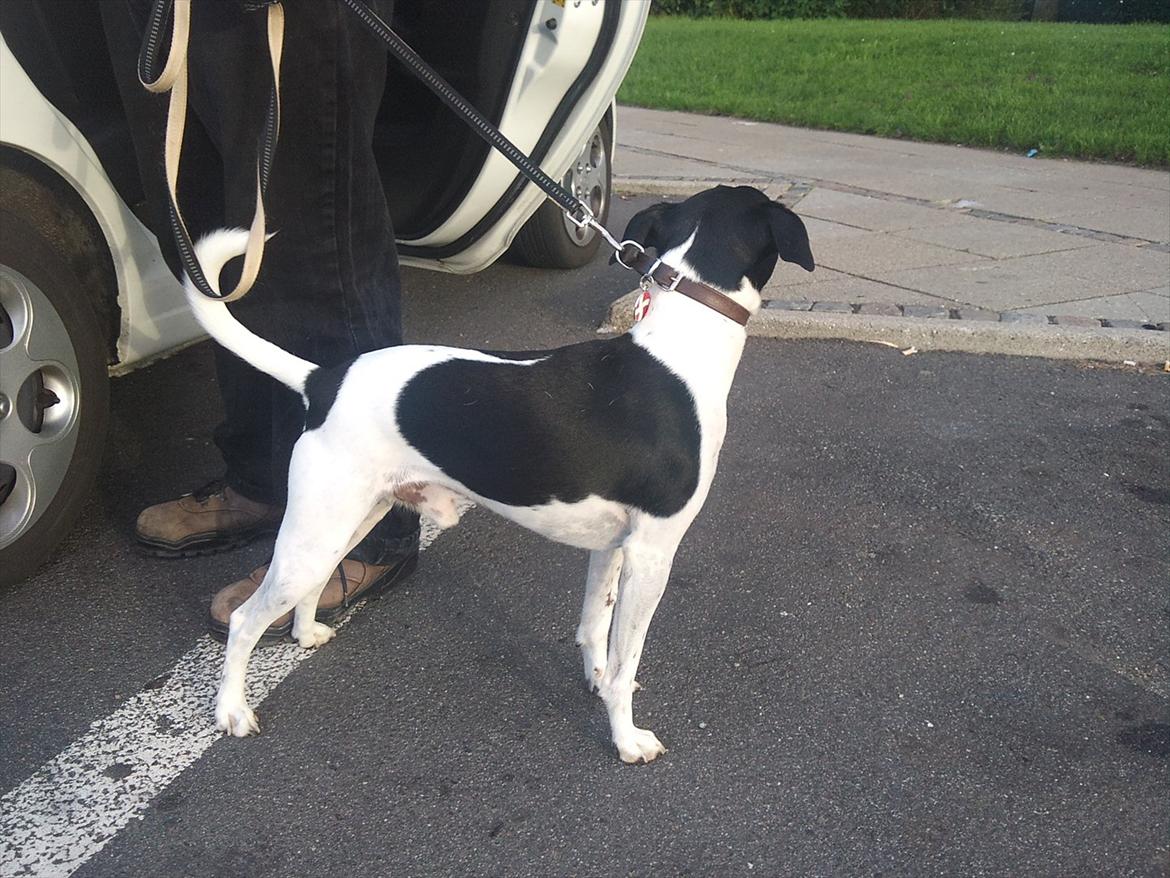 Dansk svensk gaardhund JASON billede 16