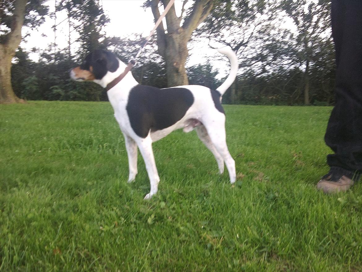 Dansk svensk gaardhund JASON billede 17