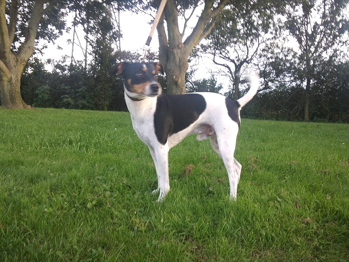 Dansk svensk gaardhund JASON billede 18