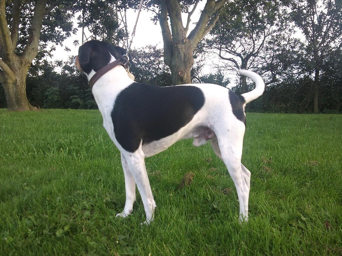 Dansk svensk gaardhund JASON billede 19