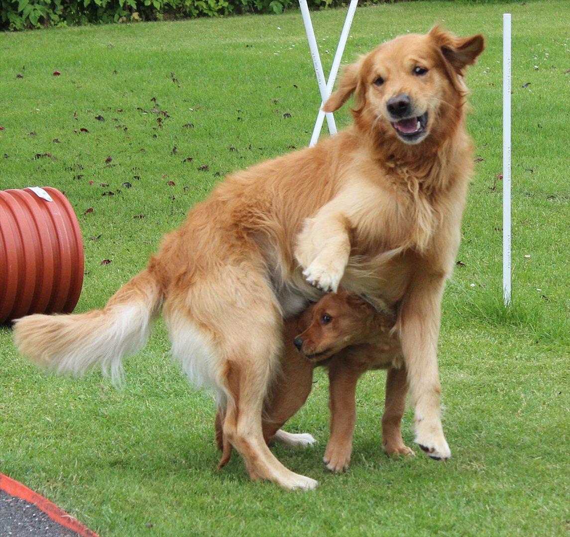 Golden retriever Flying Felix - 13. juni 2011
Leg med Rocky:-) billede 7