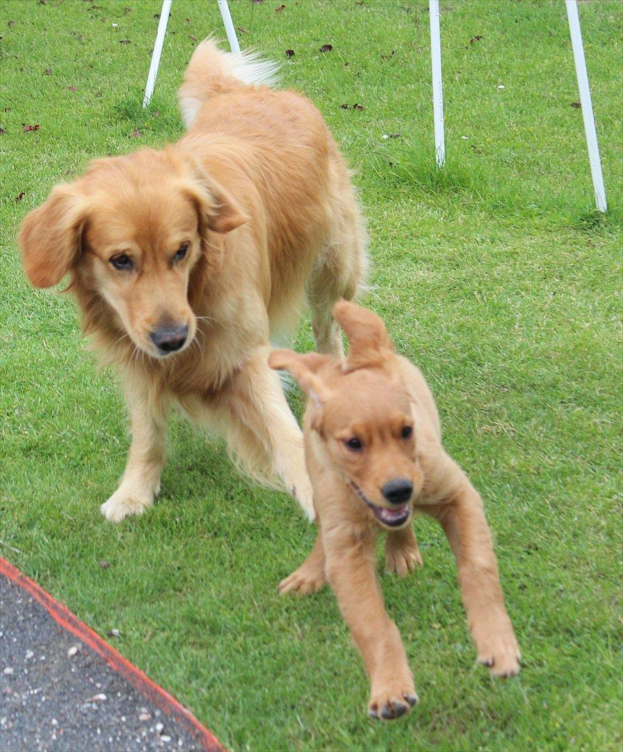 Golden retriever Flying Felix - 13. juni 2011
Leg med Rocky:-) billede 8