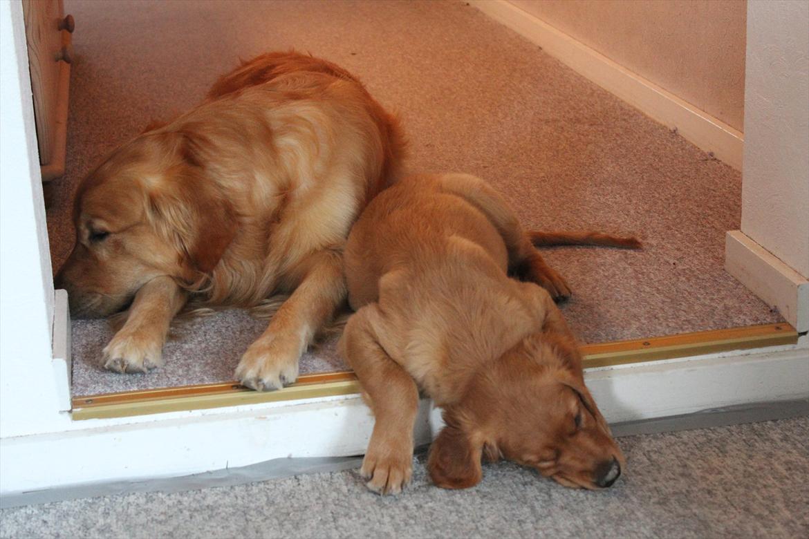 Golden retriever Flying Felix - 18. juni 2011
To trætte hunde.. billede 9