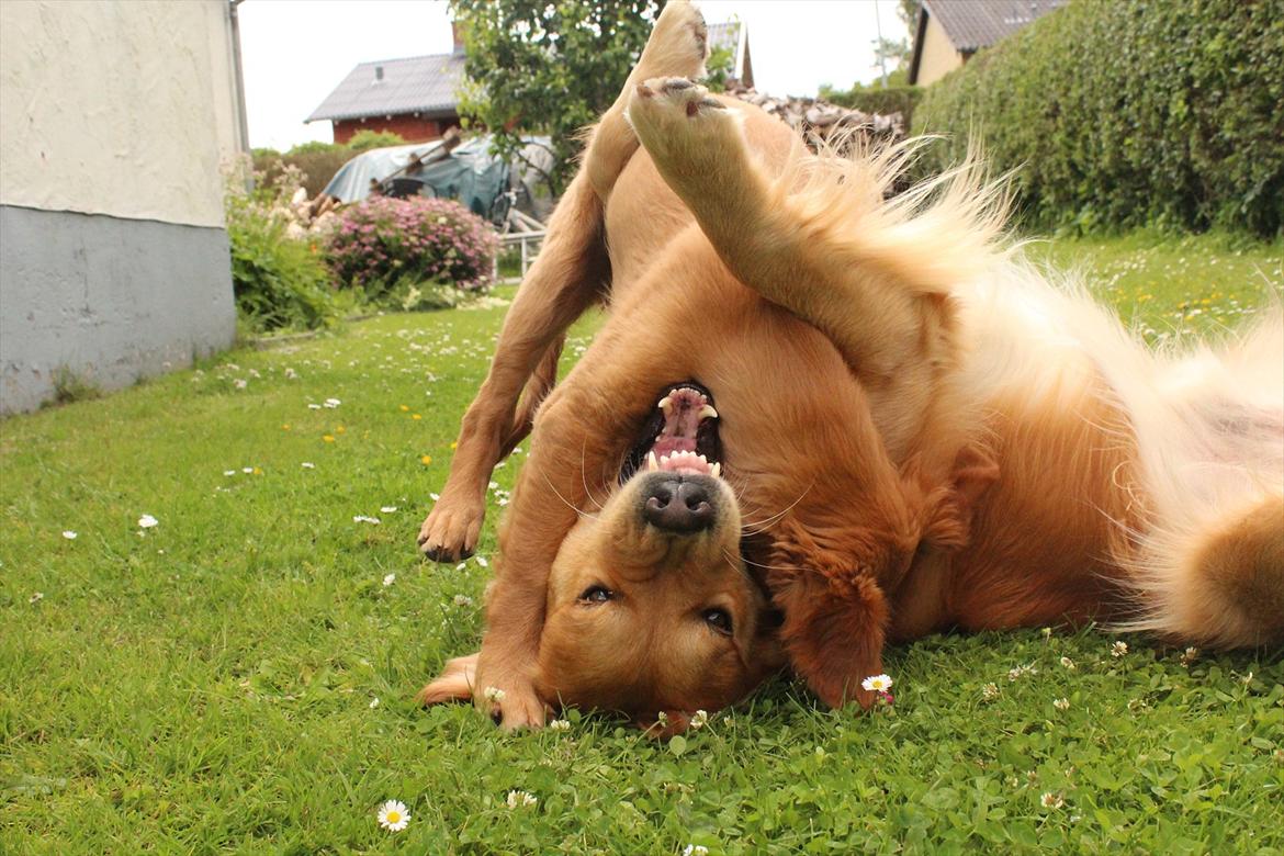 Golden retriever Flying Felix - 23. juni 2011
Leg med Rocky billede 10