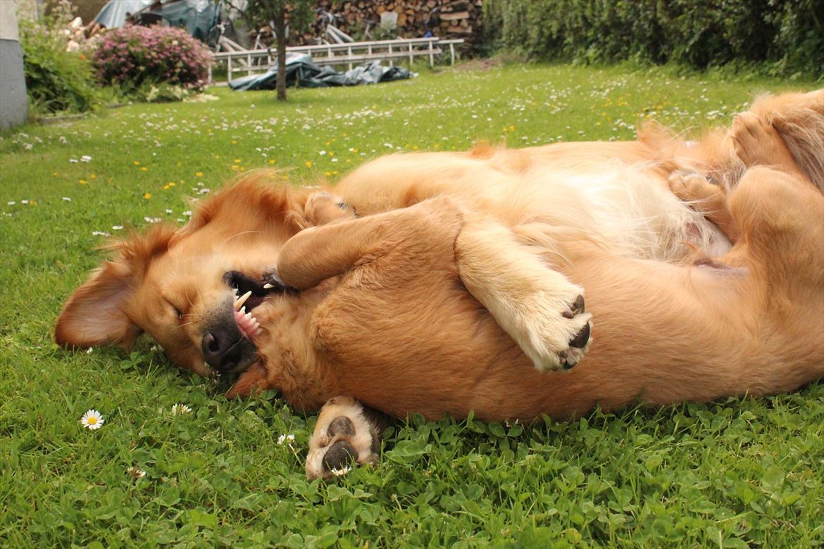 Golden retriever Flying Felix - 23. juni 2011
Leg med Rocky billede 11