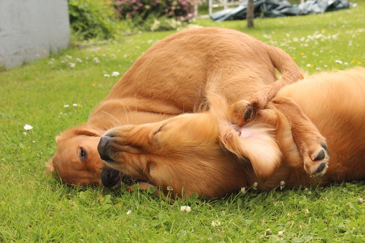 Golden retriever Flying Felix - 23. juni 2011
Leg med Rocky billede 12
