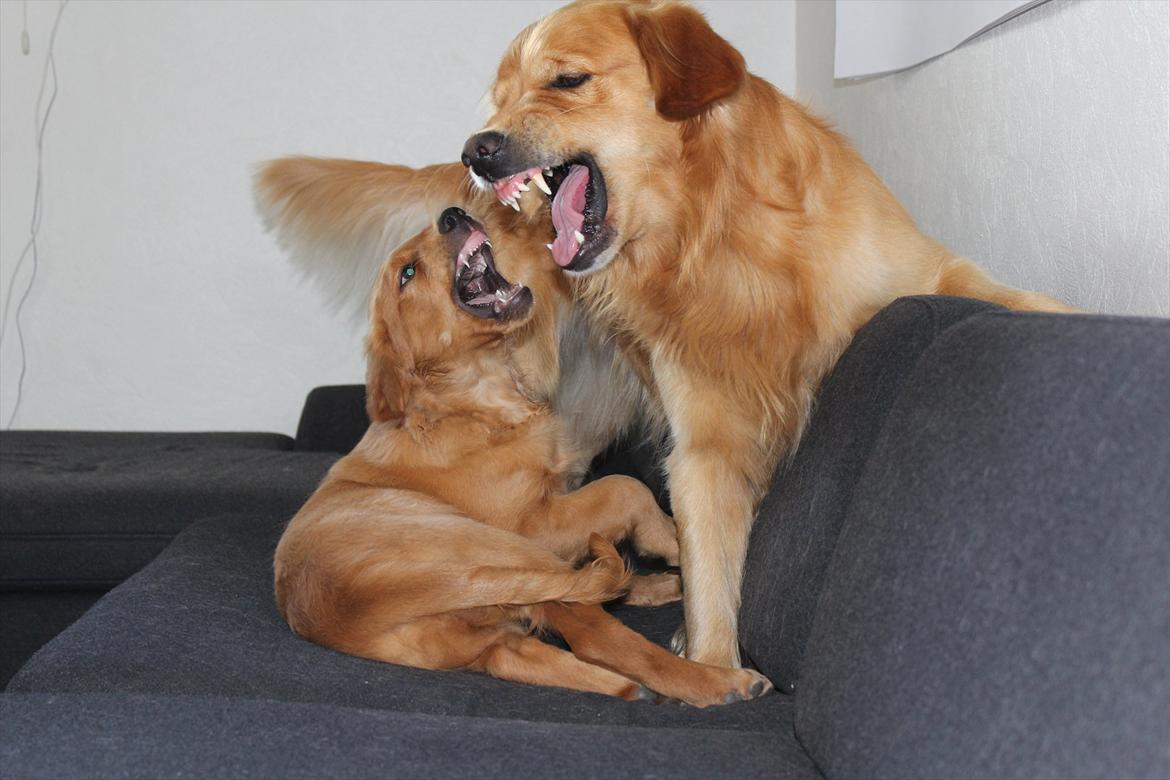 Golden retriever Flying Felix - 24. juni 2011
Vild leg i sofaen! billede 13