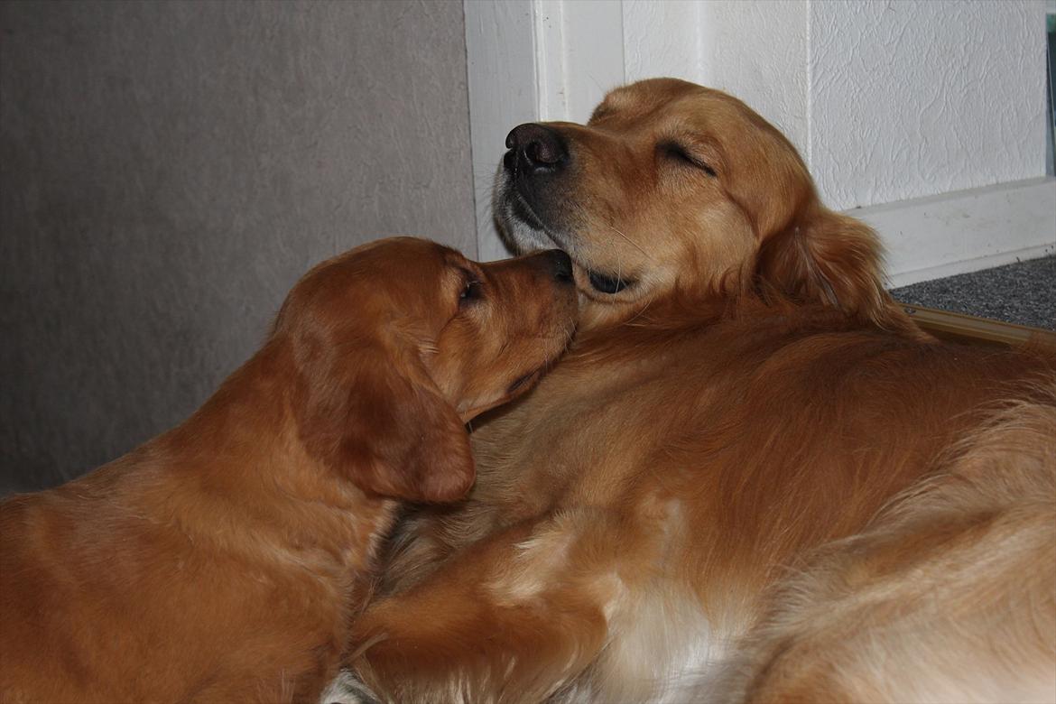 Golden retriever Flying Felix - 24. juni 2011
En lille godnat møsser billede 14
