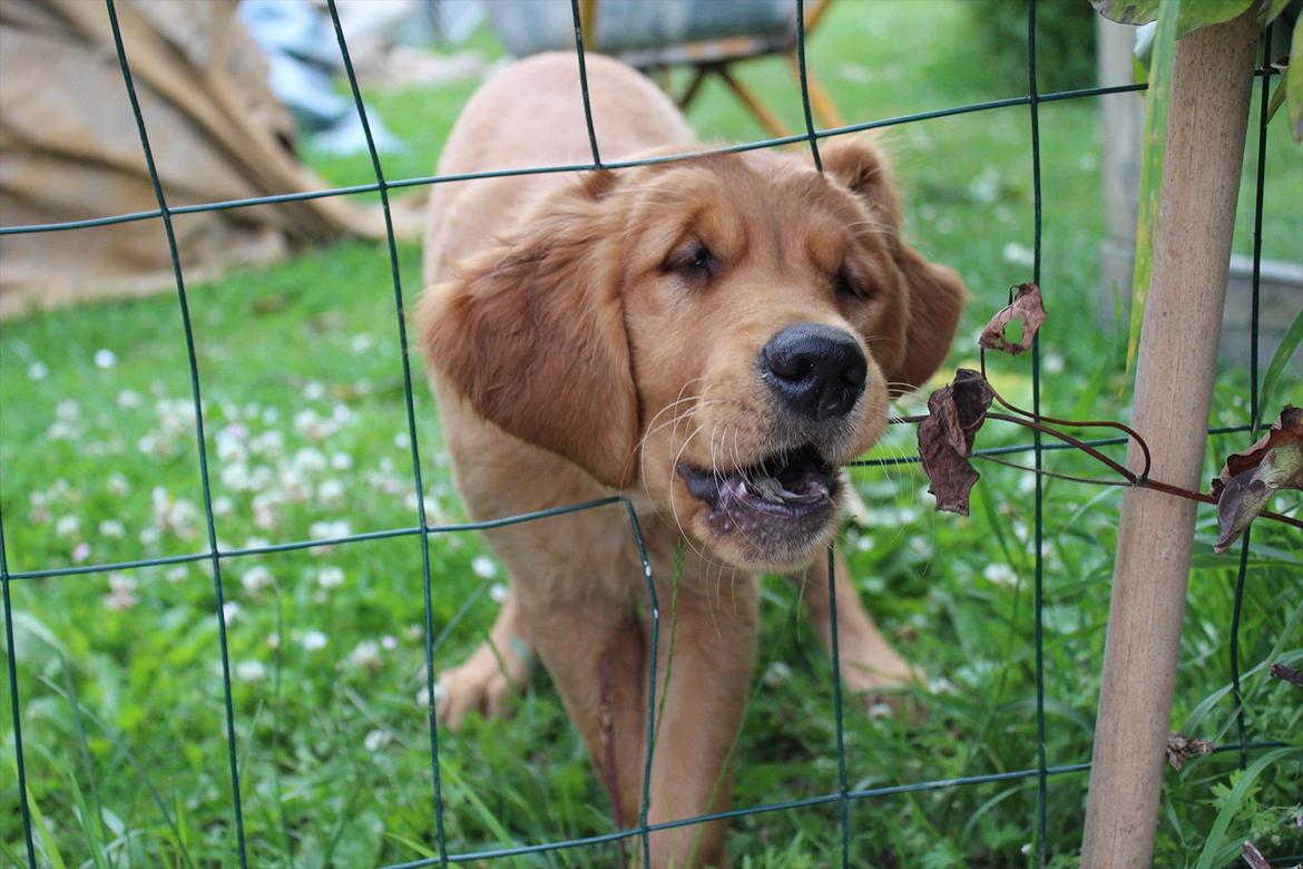 Golden retriever Flying Felix billede 15
