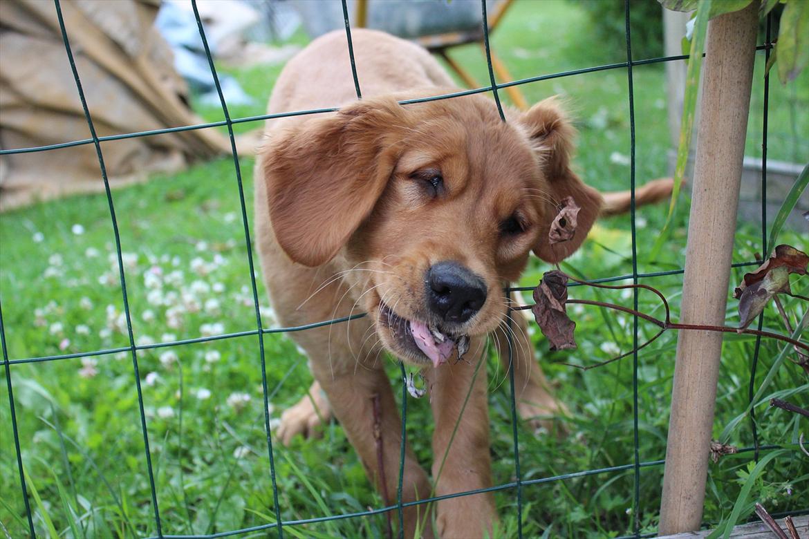 Golden retriever Flying Felix - 26. juni 2011
 billede 16