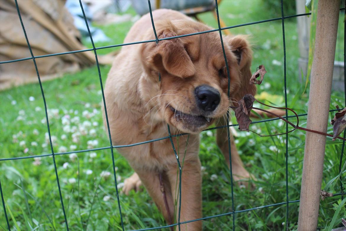 Golden retriever Flying Felix - 26. juni 2011 billede 17