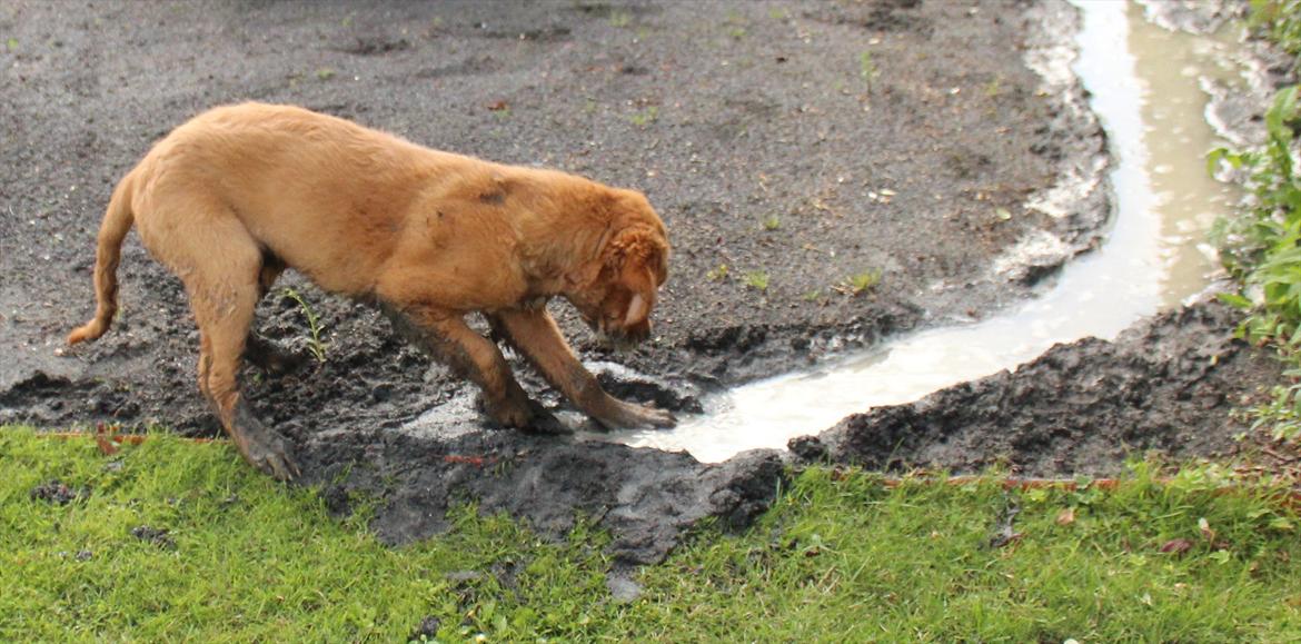 Golden retriever Flying Felix - 3. juli 2011
Felix har det SÅ sjovt! billede 18