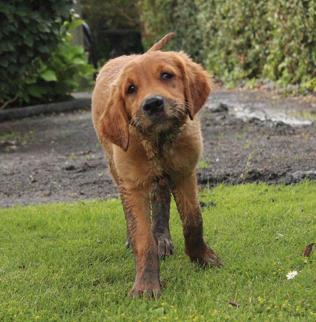 Golden retriever Flying Felix - 3. juli 2011
"Er jeg ikke bare lækker"? billede 19