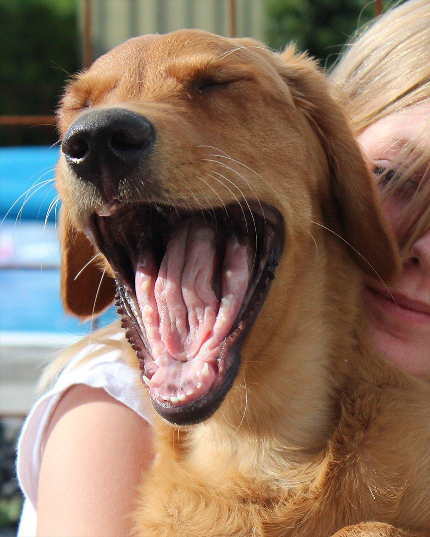 Golden retriever Flying Felix - 3. august 2011
Man bliver såå træt af at være så sød hele tiden;) billede 20
