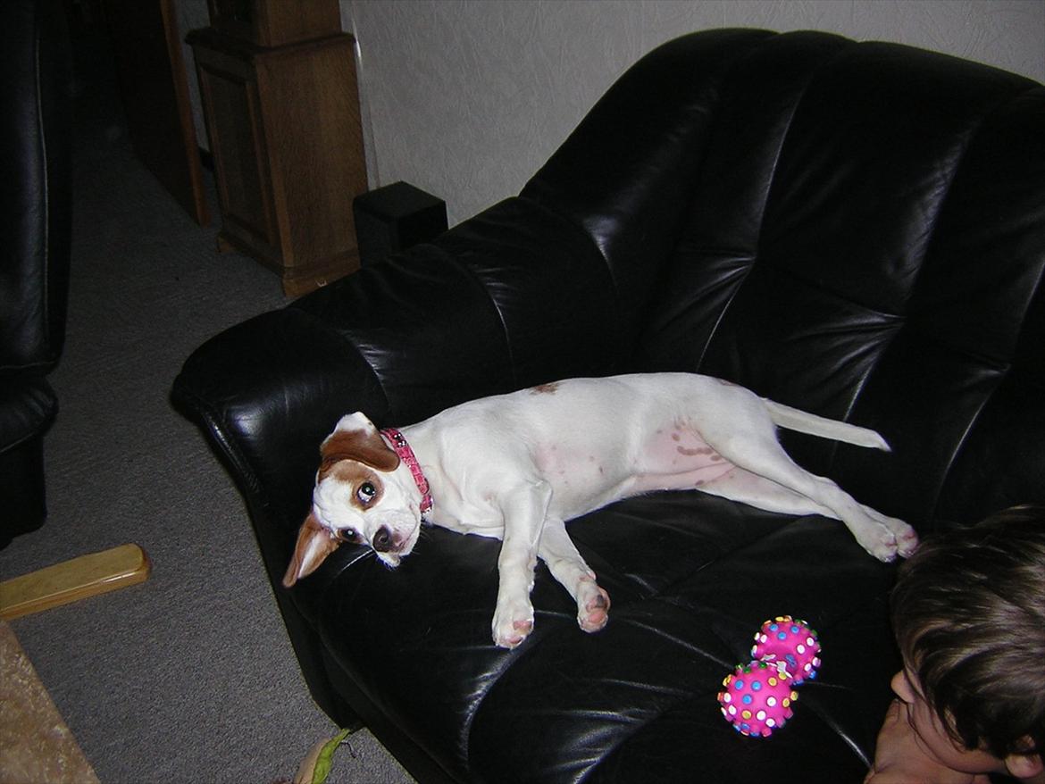 Blanding af racer Plet billede 1