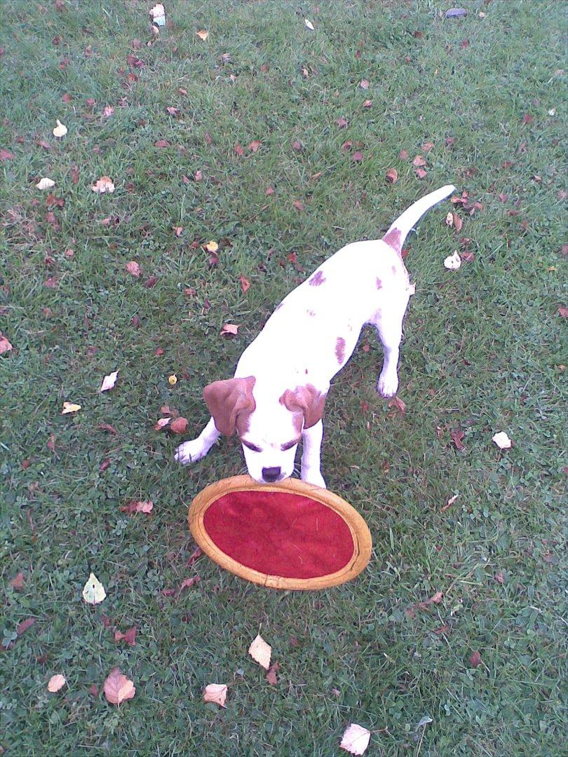 Blanding af racer Plet billede 3